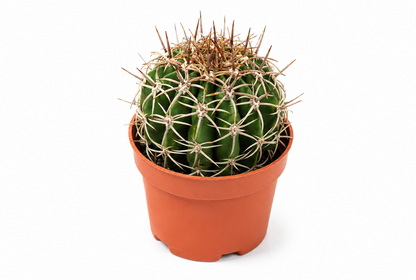 Melocactus matanzanus ‘Leon’ Kakteen Rarität 12 cm Topf – Exotischer Kaktus K 33