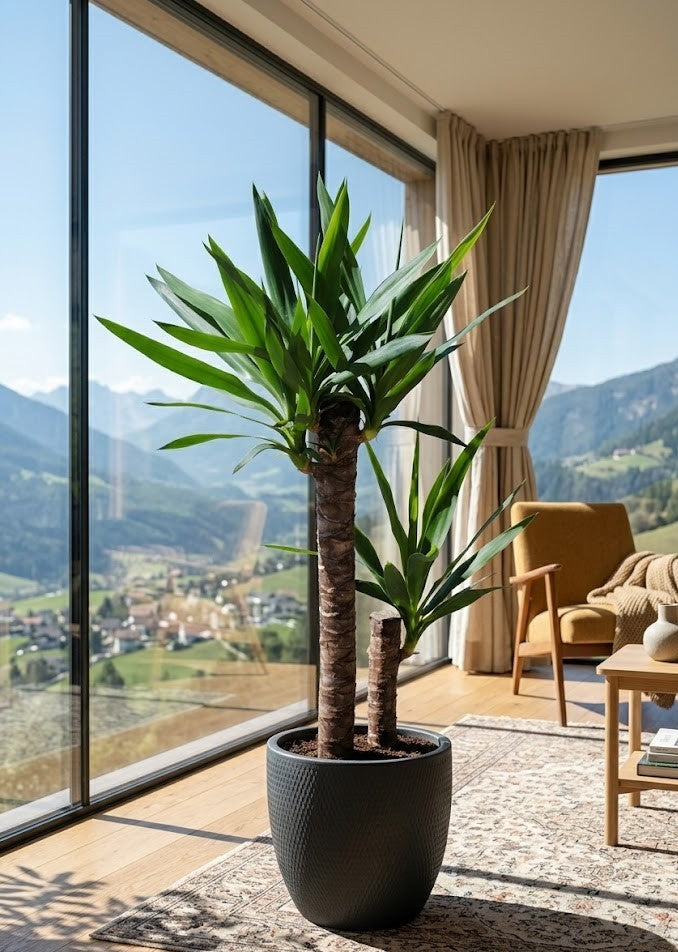 Yucca elephantipes 100cm | 2 Stämme | Palmlilie Zimmerpflanze Büro XXL Stamm