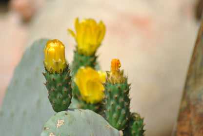 Opuntia ficus indica - Feigenkaktus -  Doppelblatt -  Große Pflanzen - 40cm hoch