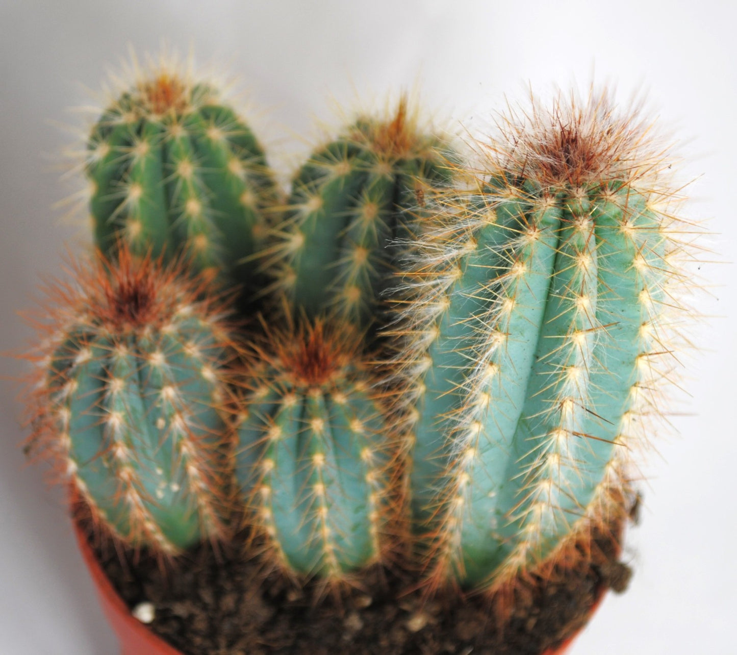 Echinocereus,Säulenkaktus,üppige Kakteengruppe,5-6 Pflanzen,10er Topf