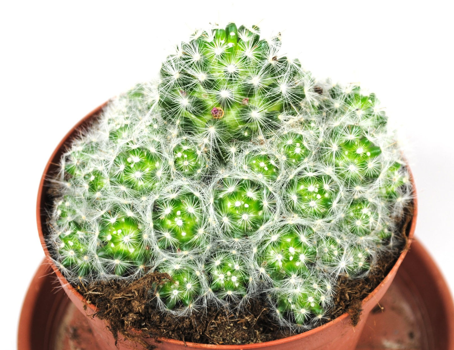 Puderquasten Kaktus Mammillaria bocasana 14cm Topf Seidenhaarkaktus Rarität K 35