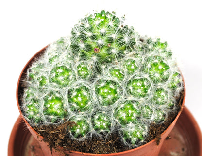 Puderquasten Kaktus Mammillaria bocasana 14cm Topf Seidenhaarkaktus Rarität K 35