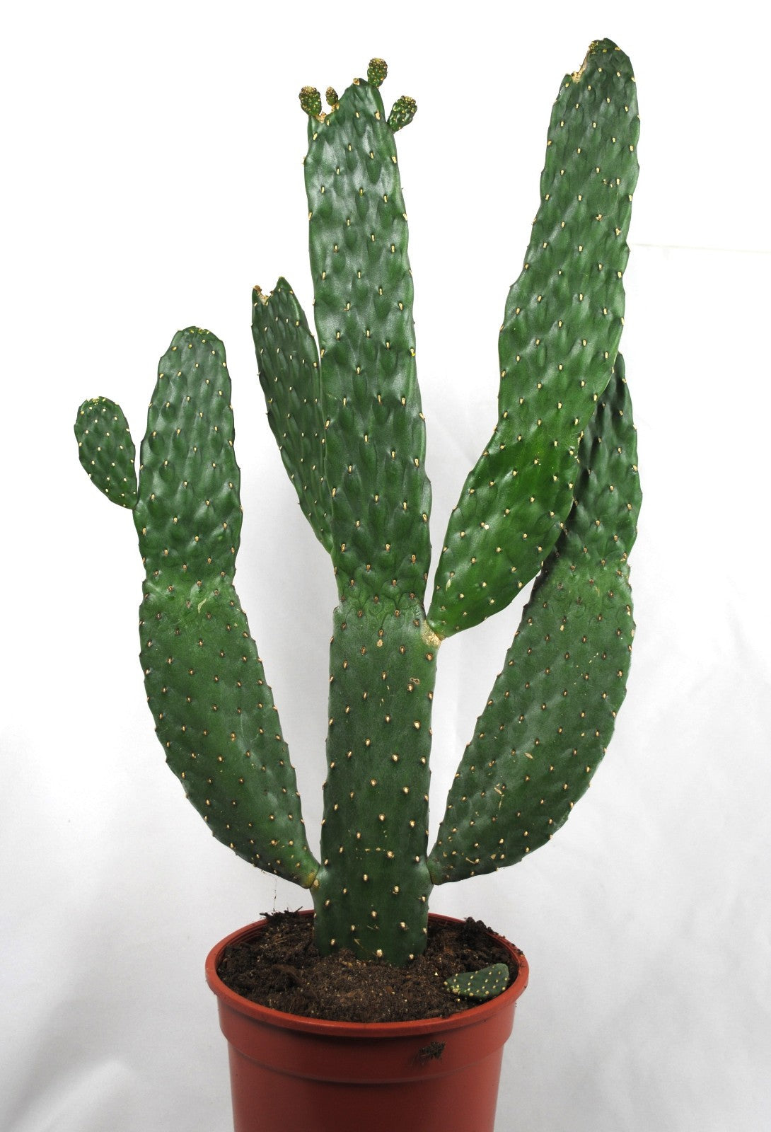 Baumkaktus Opuntia consulea | XL Kaktus 60cm für Loft & Büro | Rarität & Deko