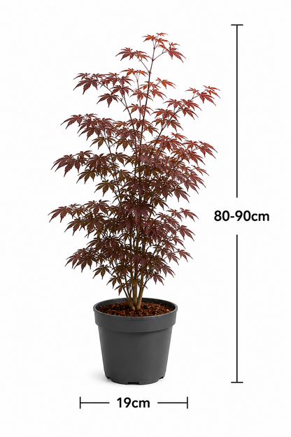 Japanischer Ahorn Roter Zwergahorn Acer palmatum 80-90cm Terrasse Garten Baum
