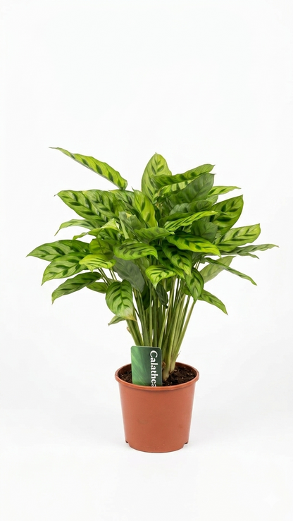 Calathea ca. 60cm Zimmerpflanze Korbmarante grün gemustert tropisch dekorativ