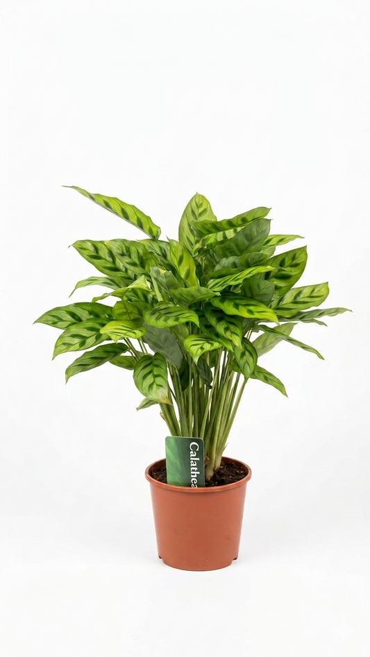 Calathea ca. 60cm Zimmerpflanze Korbmarante grün gemustert tropisch dekorativ