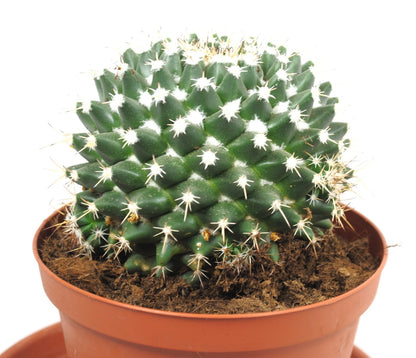 Mammillaria winterae großer Kaktus im 14er Topf | Schöne Solitär Sukkulente K 36