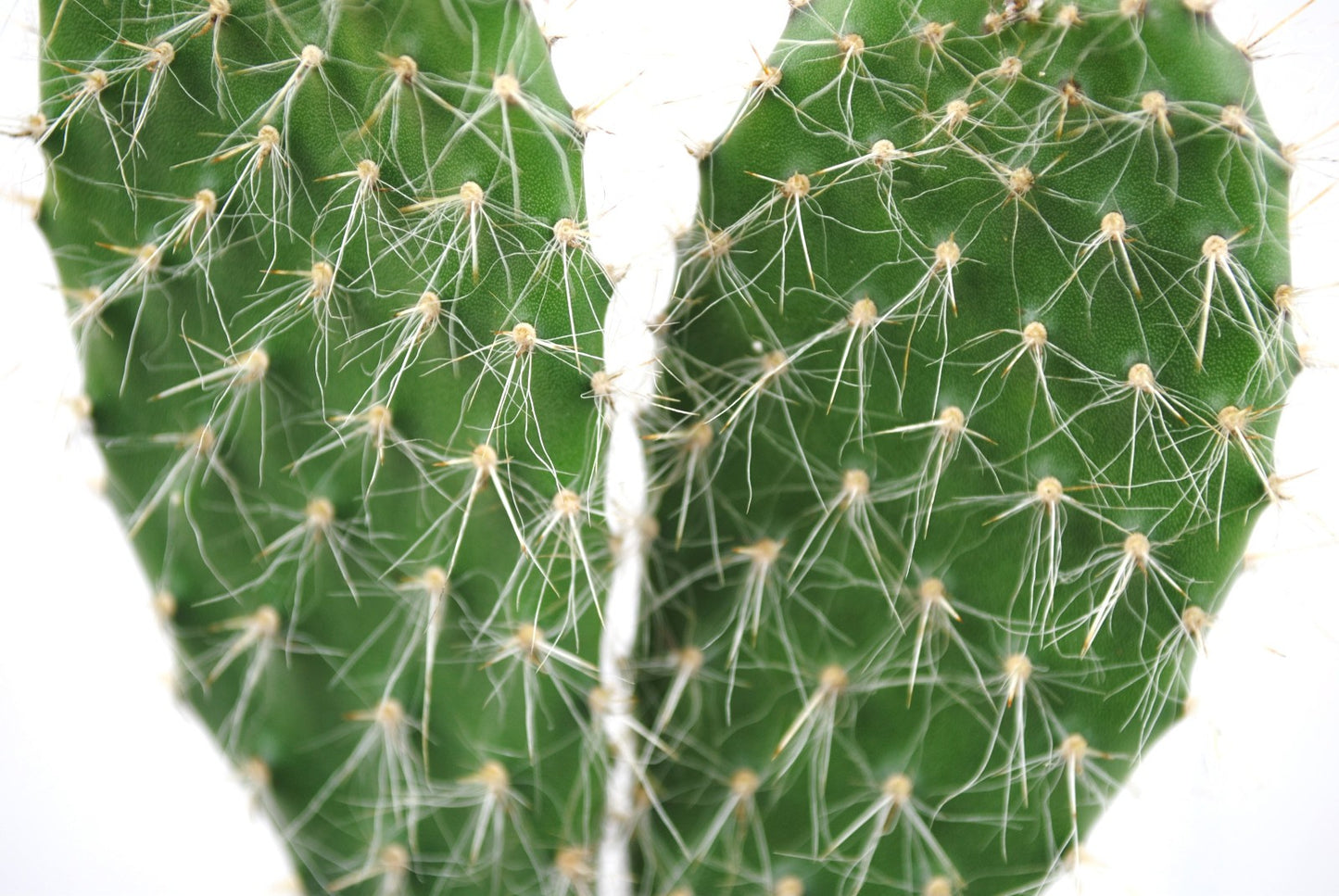 Opuntia leucotricha Silberkaktus große Pflanze im 13er Topf Kakteen Sukkulente