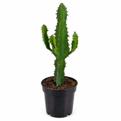 Euphorbia Ingens ca. 35 cm Wolfsmilch Sukkulente Zimmerpflanze pflegeleicht