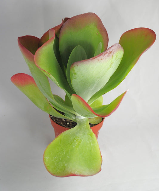 Kalanchoe tetraphylla,pflegeleichte Zimmerpflanze,dekoratives Blattwerk,30+cm