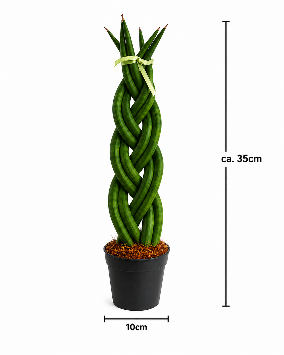 Sansevieria Cylindrica Bogenhanf Geflochten Zimmerpflanze Pflegeleicht ca. 35cm