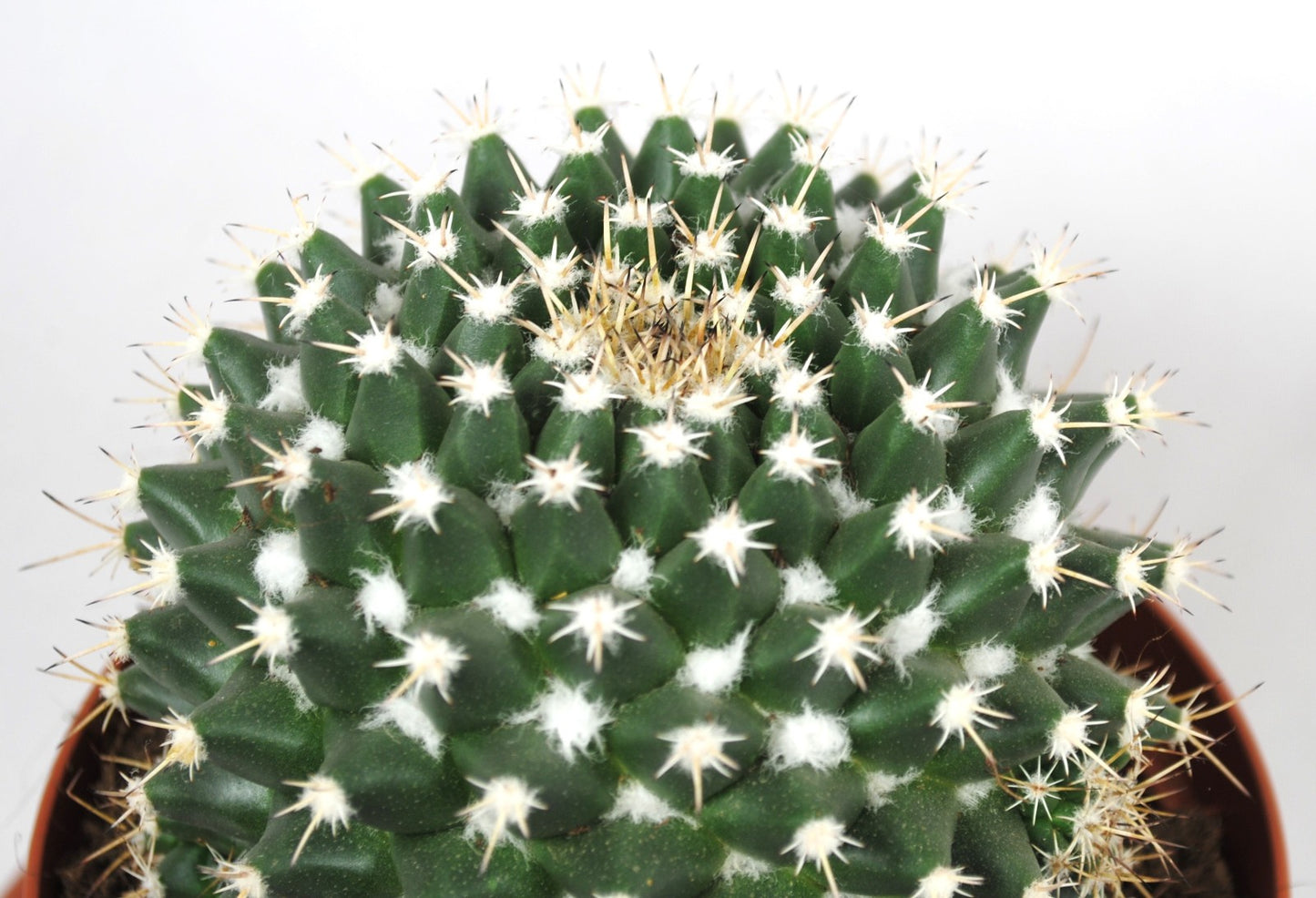 Mammillaria winterae großer Kaktus im 14er Topf | Schöne Solitär Sukkulente K 36