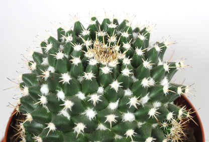 Mammillaria winterae großer Kaktus im 14er Topf | Schöne Solitär Sukkulente K 36