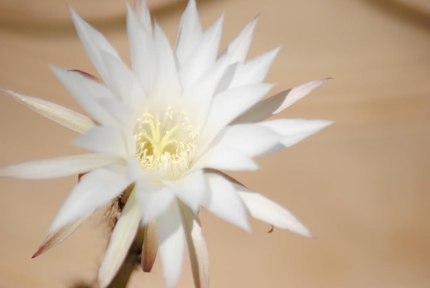 Echinopsis subdenudata Seeigel-Kaktus Solitärkaktus 9er Topf K 6