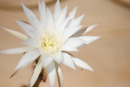 Echinopsis subdenudata Seeigel-Kaktus Solitärkaktus 9er Topf K 6