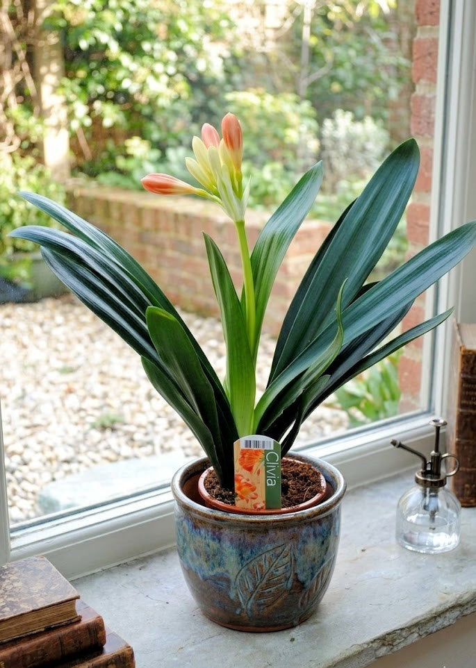Clivia Miniata - Riemenblatt– ca. 40cm – Blühend/mit Knospe – Zimmerpflanze