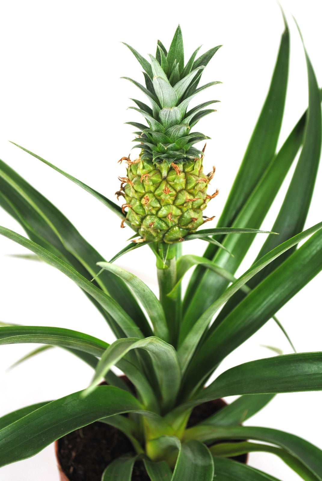 Ananas comosus,Zierananas mit Frucht,Bromelie,Kübelpflanze,ca. 40cm,12er Topf
