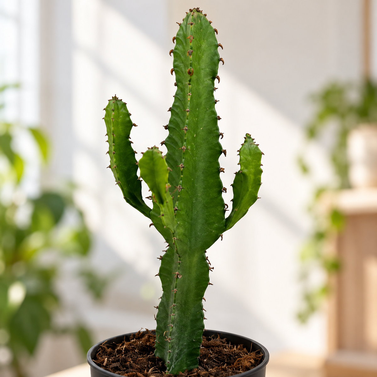 Euphorbia Ingens ca. 35 cm Wolfsmilch Sukkulente Zimmerpflanze pflegeleicht