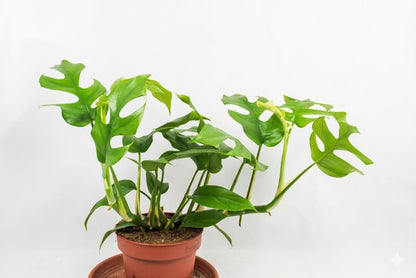 Rhaphidophora tetrasperma - Mini Monstera - dekorative Kletterpflanze - ca.35cm