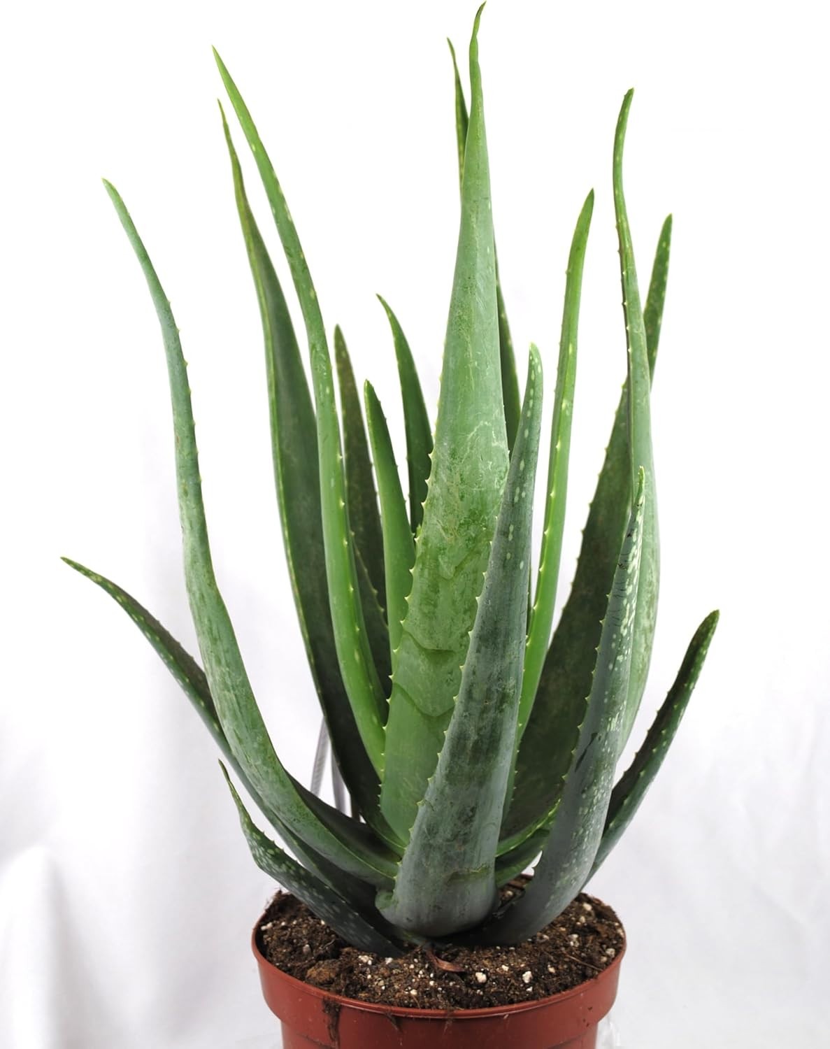 Echte Aloe Vera XXL medizinisch ca.60cm Höhe üppige Pflanzen großer 17er Topf