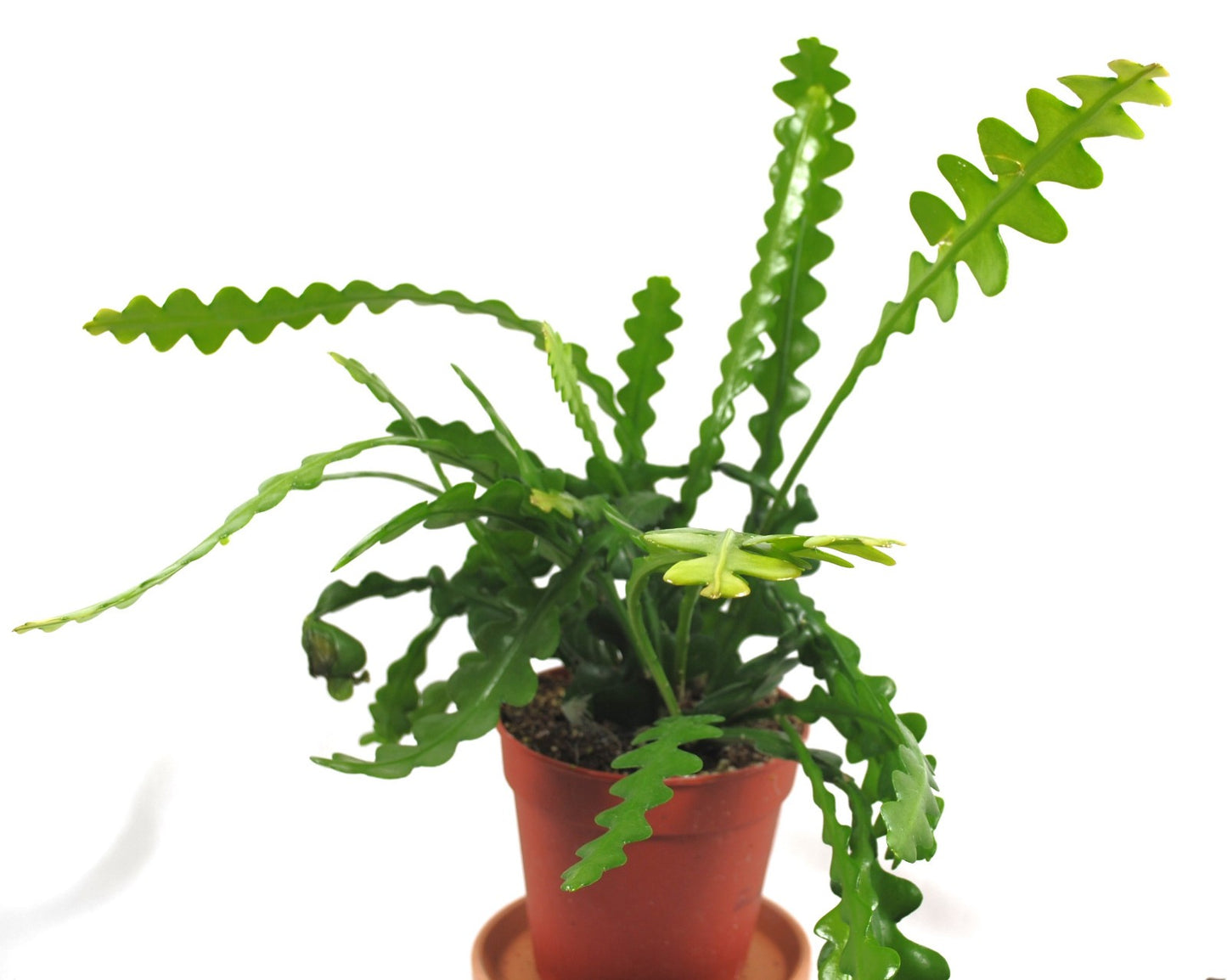 Sägeblattkaktus ca. 40cm – Epiphyllum anguliger – Ampel-Hängepflanze Rarität