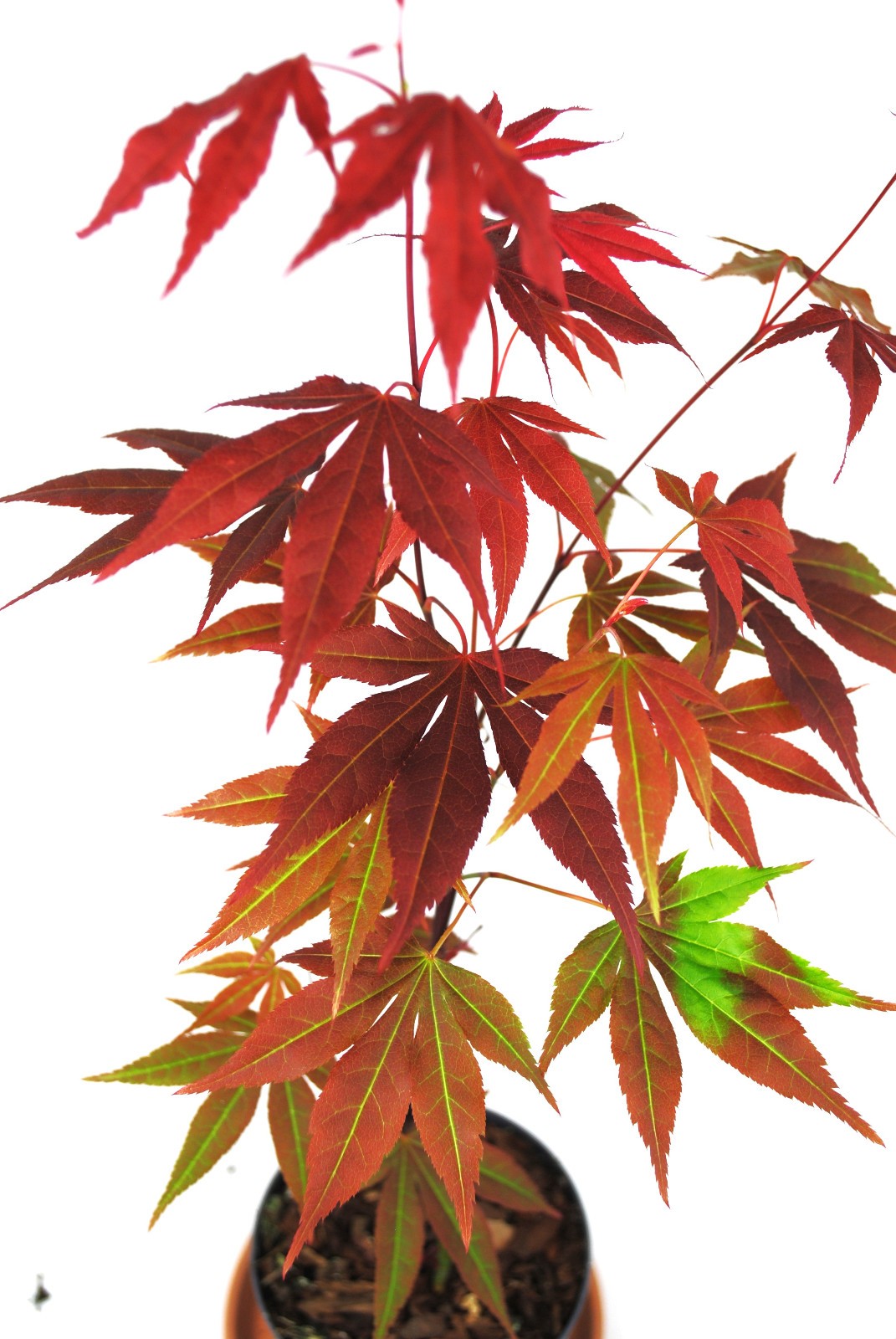 Roter Zwergahorn Acer palmatum Atropurpureum - 50-60 cm - Japanischer Ahorn