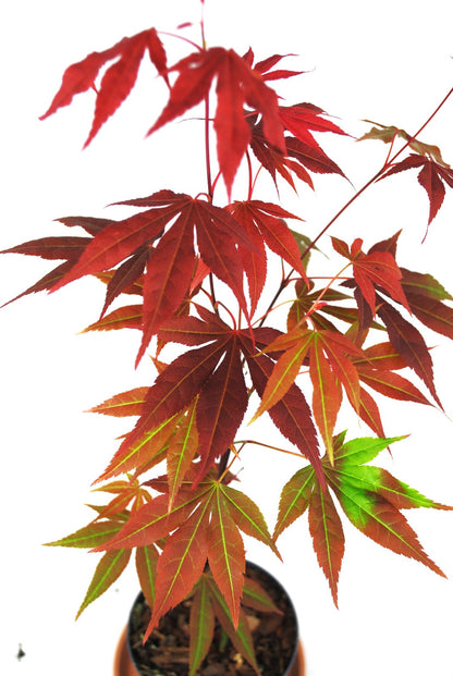 Roter Zwergahorn Acer palmatum Atropurpureum - 50-60 cm - Japanischer Ahorn