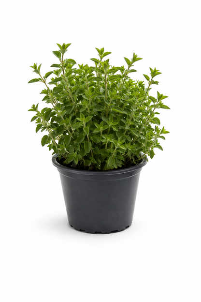 Oregano Kräuter Pflanze im Topf (Origanum) Aromatisches Küchenkraut