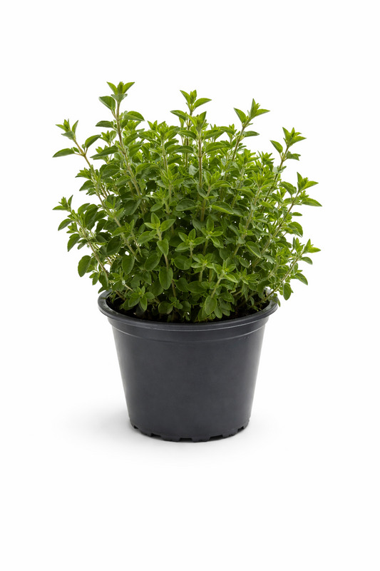 Oregano Kräuter Pflanze im Topf (Origanum) Aromatisches Küchenkraut