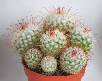 Mammilaria bombycina üppige Kakteengruppe 5-6 Pflanzen 10er Topf