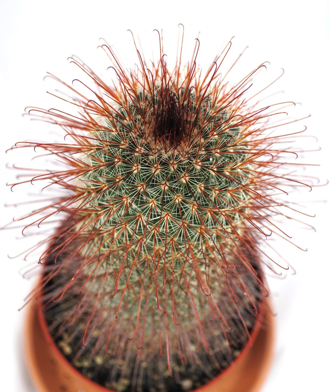 Mammilaria spinosissima Red Head Kaktus Kakteen Sukkulenten 11er Topf K 18