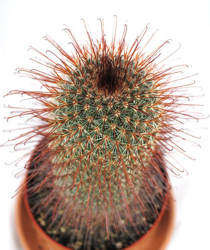 Mammilaria spinosissima Red Head Kaktus Kakteen Sukkulenten 11er Topf K 18