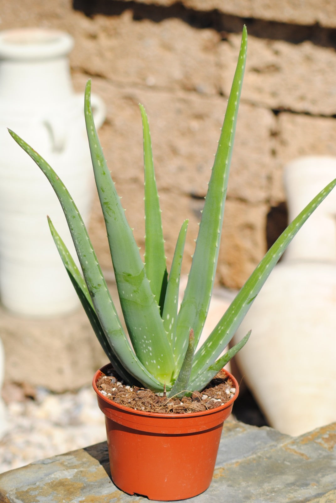 Echte Aloe Vera,medizinisch,ca.45cm, große Pflanzen im 14er Keramiktopf,2 Farben