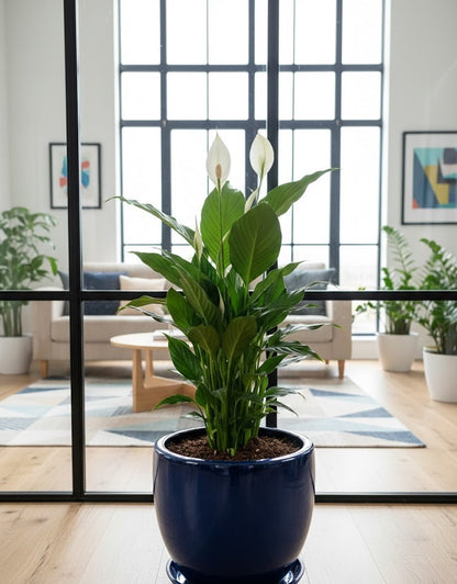 Spathiphyllum Einblatt 45cm hoch Natürlicher Luftreiniger Pflegeleicht Büro