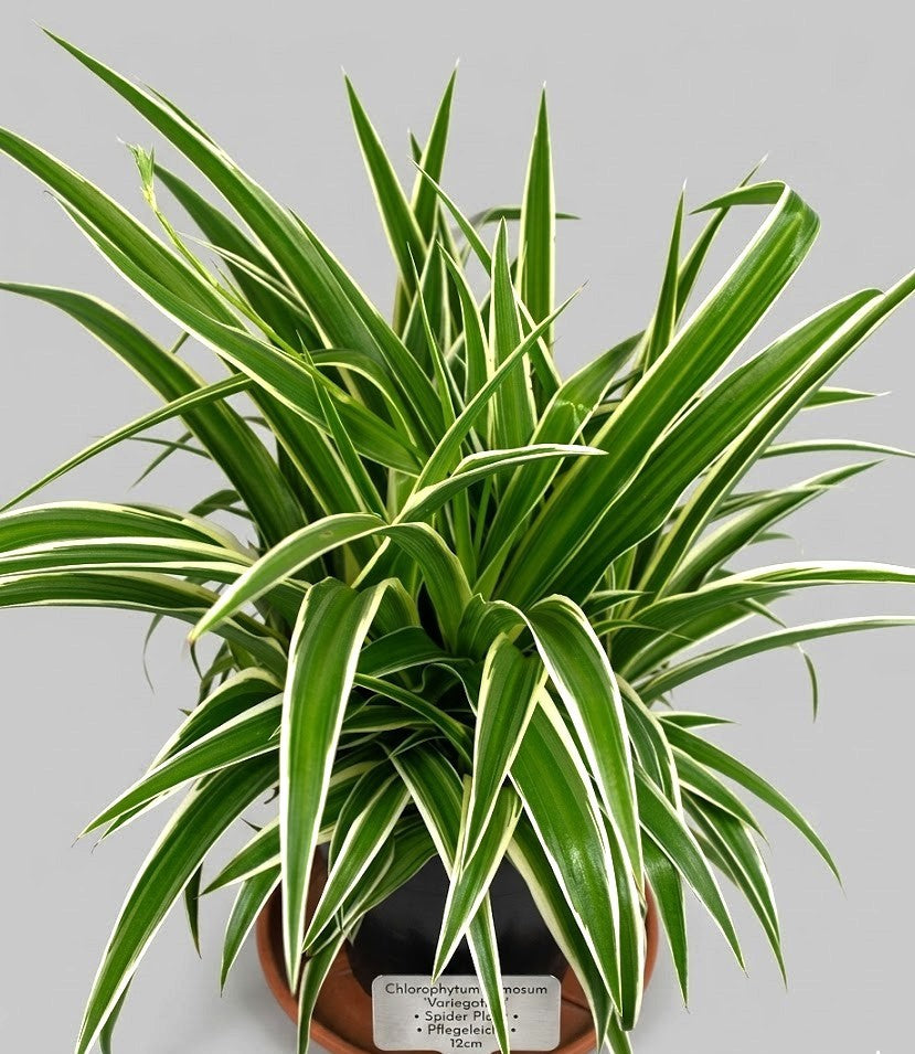Grünlilie (Chlorophytum) XXL 45 cm – Pflegeleichte Zimmerpflanze & Luftreiniger
