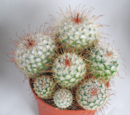 Mammilaria bombycina üppige Kakteengruppe 5-6 Pflanzen 10er Topf