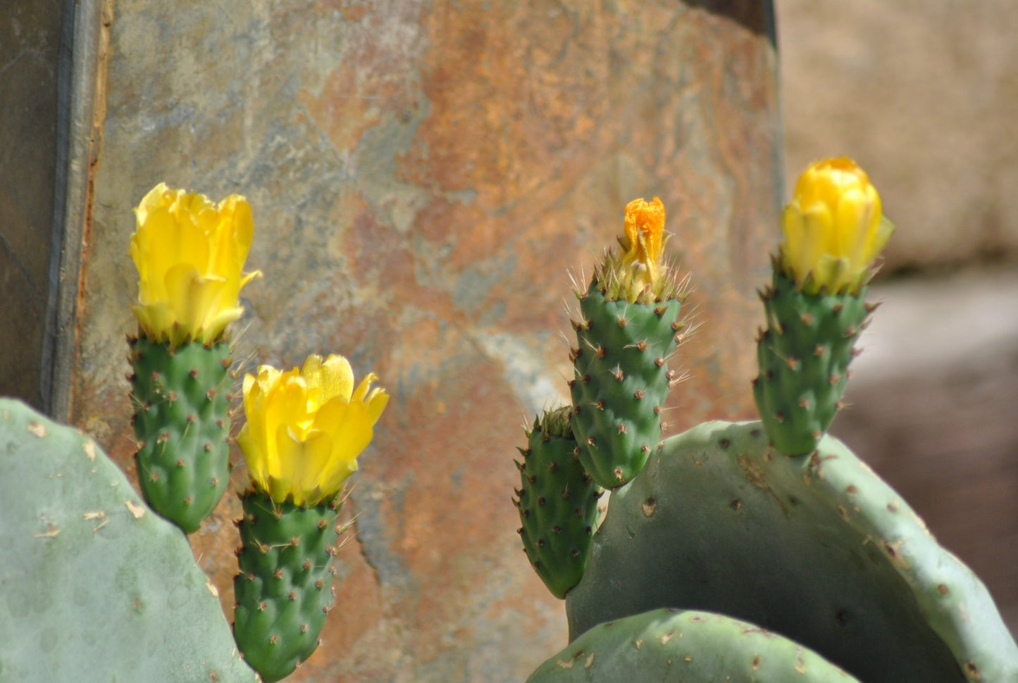 Opuntia ficus indica - Feigenkaktus -  Doppelblatt -  Große Pflanzen - 40cm hoch