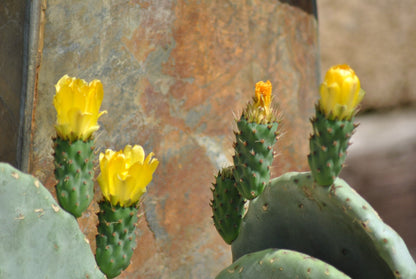 Opuntia ficus indica - Feigenkaktus -  Doppelblatt -  Große Pflanzen - 40cm hoch