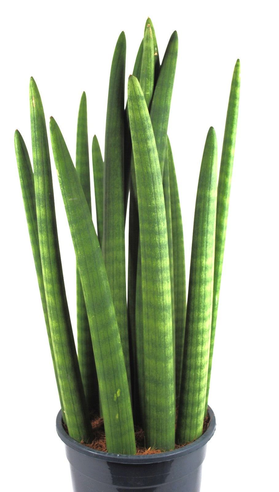 Sansevieria cylindrica Bogenhanf luftreinigend XXL Zimmerpflanze ca.55cm hoch