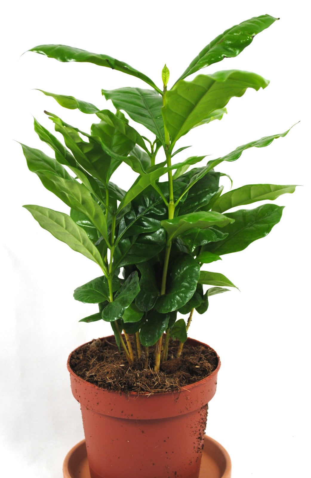 Kaffee Pflanze Coffea Arabica ca. 40cm hoch Glanzblatt Zimmerpflanze Kaffeebaum