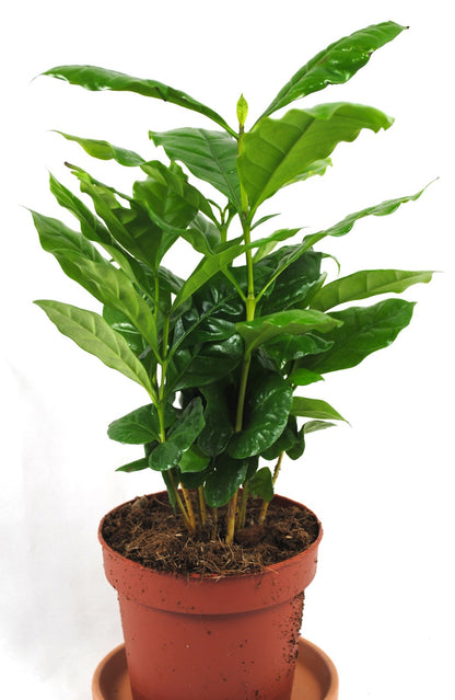 Kaffee Pflanze Coffea Arabica ca. 40cm hoch Glanzblatt Zimmerpflanze Kaffeebaum