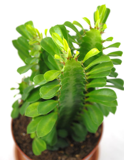 Euphorbia Trigona 20cm hoch- Afrikanischer Milchbaum Sukkulente 12cm Topf