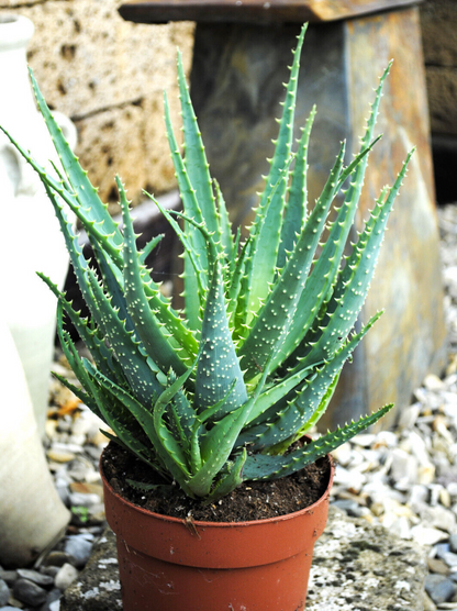 Aloe arborescens,große kräftige Heilaloe,17er Topf,ca.30-35cm hoch