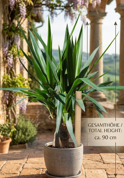 Yucca Gigantea 90cm markanter Stamm  Zimmerpflanze pflegeleicht Riesen-Palmlilie