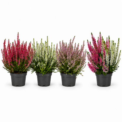Heide Garden Girls Knospenheide Calluna vulgaris Winterhart Mix Rot Twin 3-9er