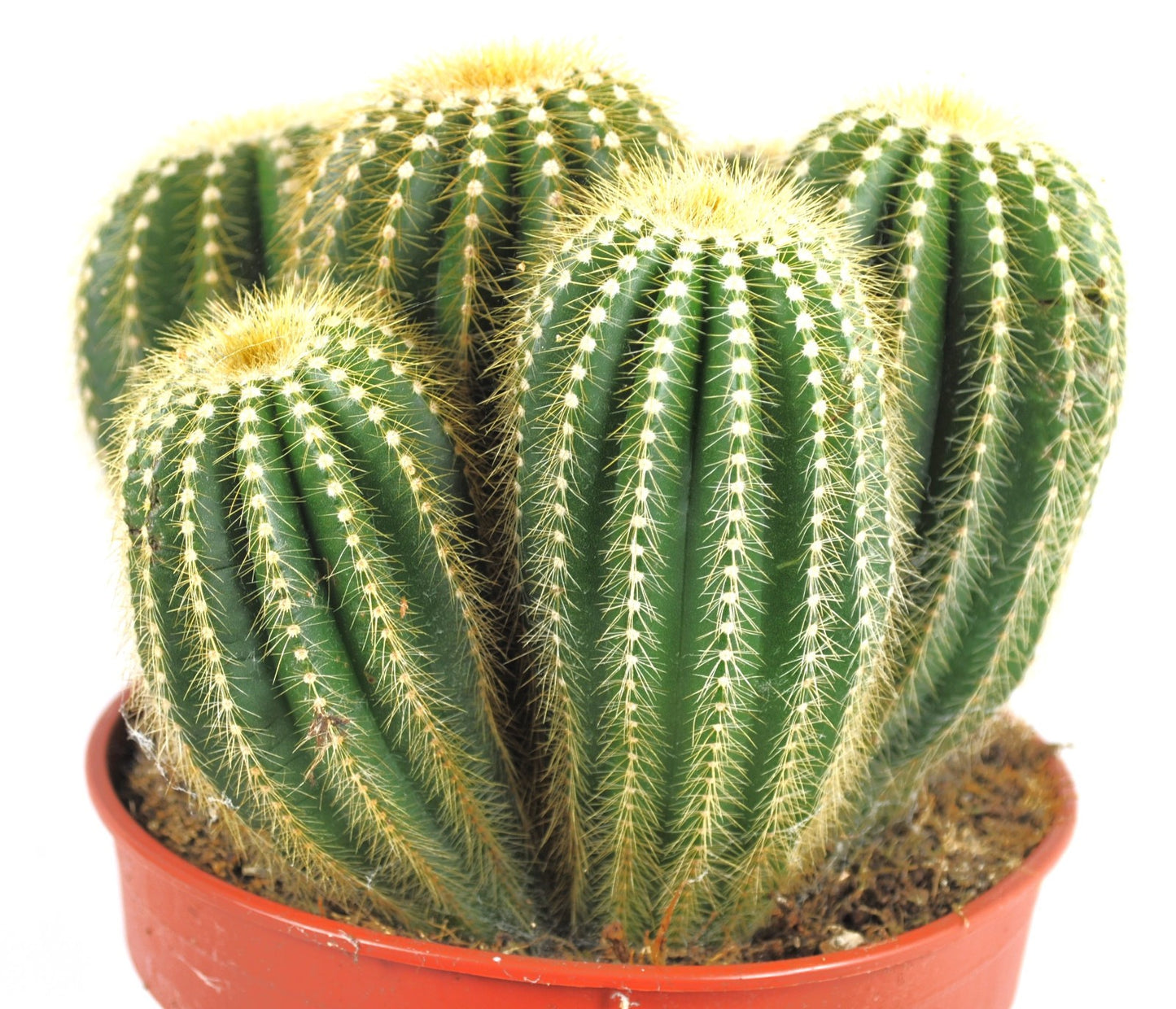 Parodia Magnifica Säulenkakteen große Pflanzegruppe 17er Topf Kakteen K 21