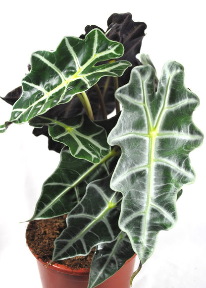 Alocasia Polly - Tropenwurz - Alokasie - Pfeilblatt - 17cm Topf - 45cm hoch