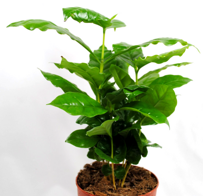 Kaffee Pflanze Coffea Arabica ca. 40cm hoch Glanzblatt Zimmerpflanze Kaffeebaum