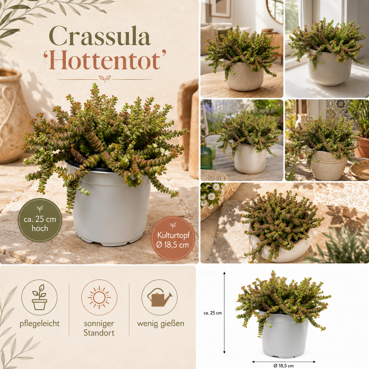 Crassula Hottentot – Exotische Sukkulente ca. 25 cm Pflegeleichte Zimmerpflanze