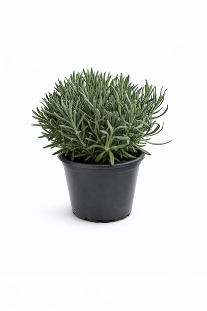 Lavendel Pflanze im Topf (Lavandula) Aromatische Kräuter Duftpflanze